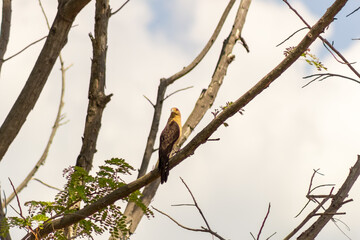 eagle on a branch in Venezuela
