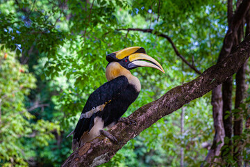 Hornbills are large, endangered, fruit-eating birds found across Asian forests with only certain fleshy fruit trees .Hornbills have large beaks and crests..Hornbills live in rich deep forests.