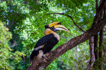 Hornbills are large, endangered, fruit-eating birds found across Asian forests with only certain fleshy fruit trees .Hornbills have large beaks and crests..Hornbills live in rich deep forests.
