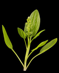 Green spinach leaves, isolated on black background
