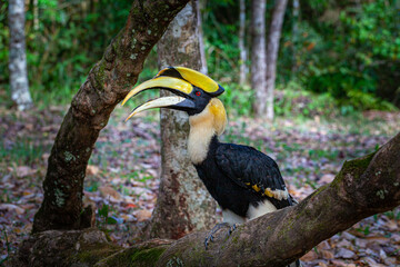 Hornbills are large, endangered, fruit-eating birds found across Asian forests with only certain...
