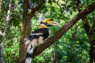 Hornbills are large, endangered, fruit-eating birds found across Asian forests with only certain fleshy fruit trees .Hornbills have large beaks and crests..Hornbills live in rich deep forests.