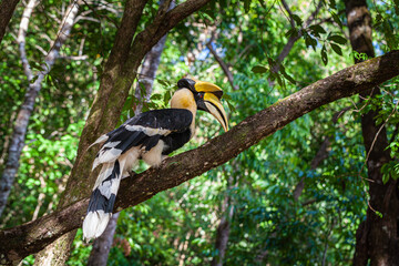 Hornbills are large, endangered, fruit-eating birds found across Asian forests with only certain...