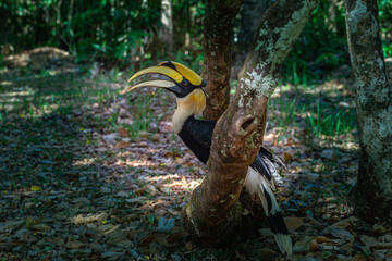 Hornbills are large, endangered, fruit-eating birds found across Asian forests with only certain...
