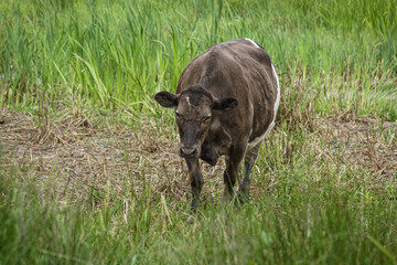 buffalo in the grass