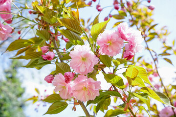 Obraz premium Tree with blooming pink flowers outdoors, closeup