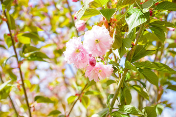Tree with blooming pink flowers outdoors, closeup