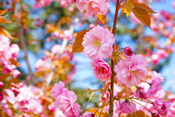 Tree with blooming pink flowers outdoors, closeup