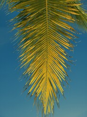Mexico palm leaf