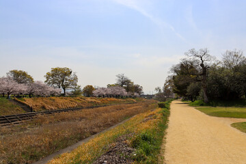松山市　石手川公園の春