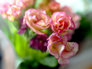 delicate bright pink primroses in pots, macro