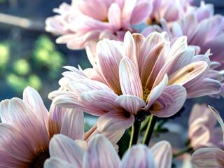 bouquet of delicate pale pink chrysanthemums, macro
