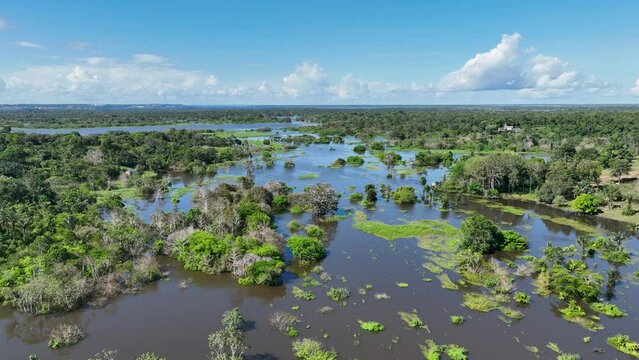 Amazonian Rainforest At Manaus Amazonas Brazil. Riverside Riverfront. Wildlife River Eco Stunning. Wildlife Jungle Eco Bay Travel. Wildlife Stunning Day Natural. Manaus Amazonas.
