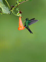 Green-crowned brilliant hummingbird in flight collecting nectar from orange Kohleria flower on green background © FotoRequest