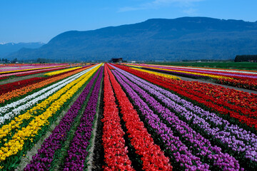 Tulips Colorful blooming flowers on plantation farm field at sunny spring day with mountains and highway on background. British Columbia Canada ABBOTSFORD TULIP FESTIVAL 2023 