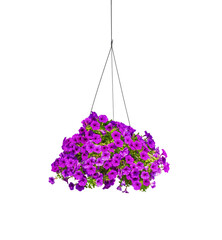 Beautiful purple Petunia Flowers are blooming in hanging flower pot on transparent background, Png...
