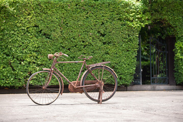 Fototapeta na wymiar Old decay bicycle on green vine climbing garden wall outdoor. Rust Classic bike old bicycle on green garden wall retro style. Vine plant green leaves partition background.