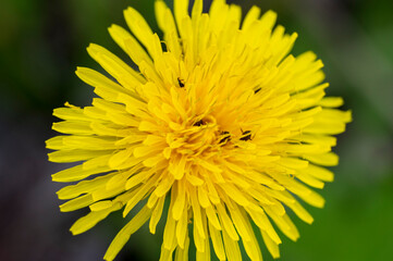 Detail of a yellow Taraxacum officinale flower with small black insects