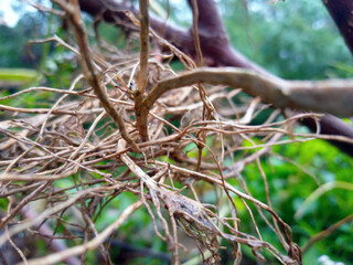 Dry hanging root on wild plant