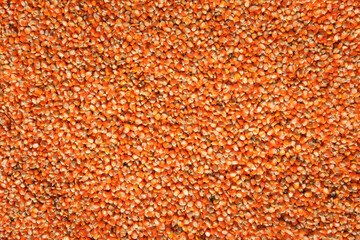 full frame top view Raw dried corn seeds or corn kernels drying in the sun on the ground.