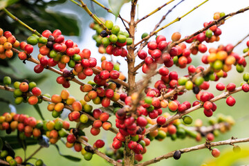 Organic red coffee cherries, raw coffee bean on coffee tree plantation