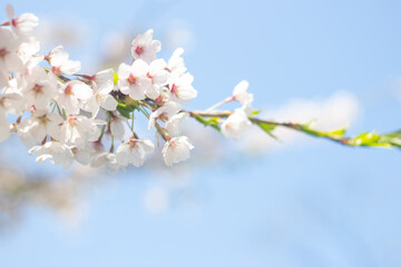 Close up of beautiful Sakura cherry blossoms against blue sky, wallpaper background