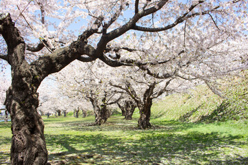 Walkway under the cherry blossom sakura tree which is the romantic atmosphere scene in Japan