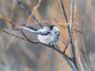 European long-tailed tit, latin name Aegithalos caudatus. A bird sitting on a branch in a deciduous forest.