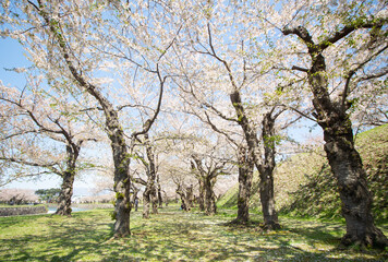 Walkway under the cherry blossom sakura tree which is the romantic atmosphere scene in Japan