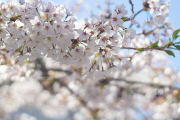 Beautiful and cute cherry blossom (Sakura) against blue sky, Hakodate, Hokkaido, Japan. Wallpaper background