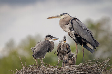 Great Blue Heron chicks wait for parent to regurgitate food in the Chesapeake Bay's Eastern Bay, Maryland.