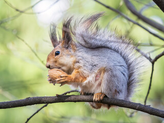 The squirrel with nut sits on a branches in the spring or summer.