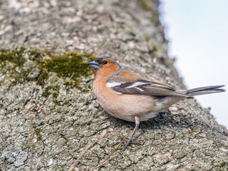 Common chaffinch, Fringilla coelebs, sits on a tree. Common chaffinch in wildlife.