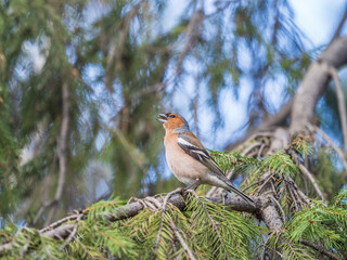 Common chaffinch, Fringilla coelebs, sits on a branch in spring on green background. Common chaffinch in wildlife.