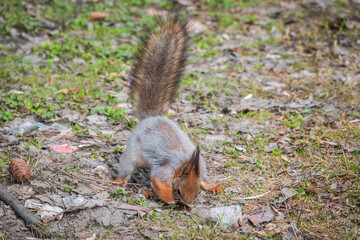 Squirrel in autumn or spring hides nuts on the green grass with fallen yellow leaves