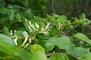咲き始めたスイカズラ（Lonicera japonica）の花と蕾