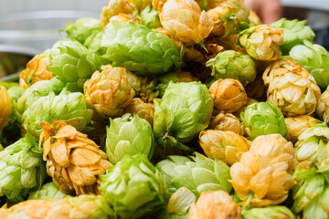 Green and orange fresh hop cones for making beer and bread close up - obrazy, fototapety, plakaty