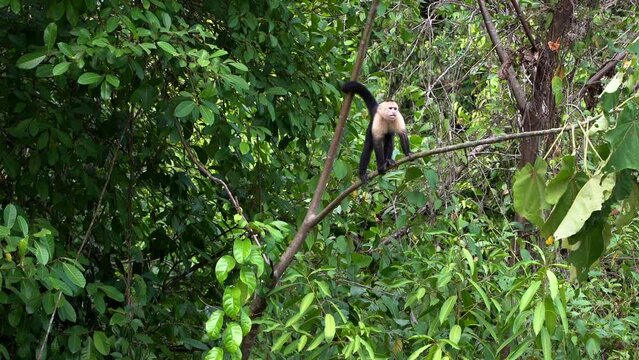 Beautiful view of the capuchin monkey, the squirrel monkey in the Costa Rica Rain forest 