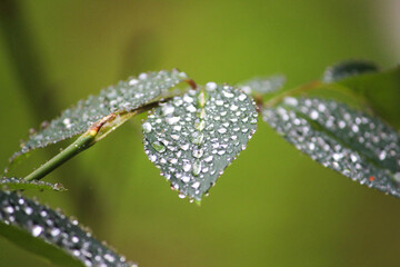 Water droplets on leaf