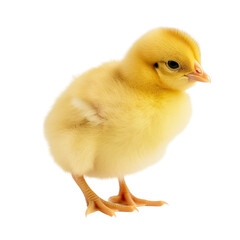 Chick isolated on transparent background, Generative AI