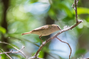 Common chiffchaff, lat. phylloscopus collybita, sitting on branch of bush in spring and looking for food