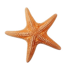 red starfish isolated on transparent background, Generative AI