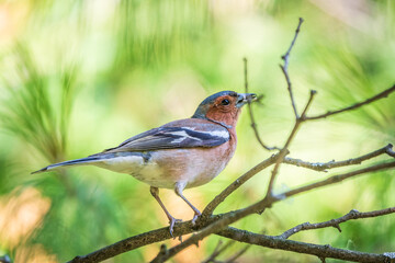 Common chaffinch, Fringilla coelebs, sits on a branch in spring on green background. Common chaffinch in wildlife.