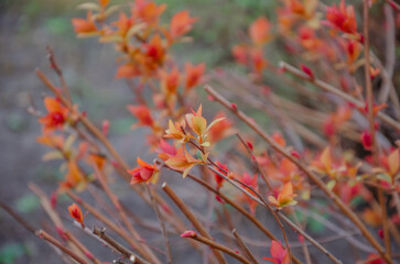 Japanese spirea bush in spring, the leaves on the rust begin to grow.