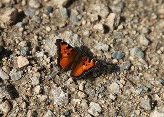 Fototapeta na wymiar California Tortoiseshell (Nymphalis californica) orange butterfly in Beartooth Mountains, Montana