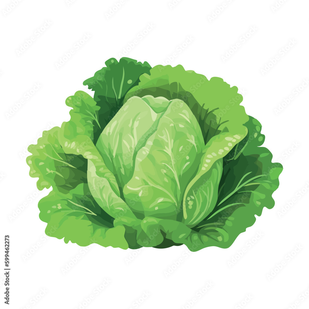 Poster Fresh green lettuce