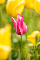 Tulip Yellow Flight cultivated in a garden in Madrid