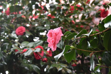 Obraz premium pink rose bush