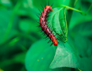Poisonous caterpillar or dangerous insect on blurred background.