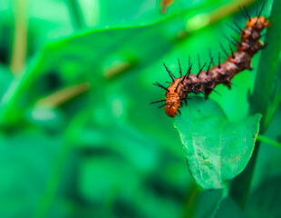 Poisonous caterpillar or dangerous insect on blurred background.